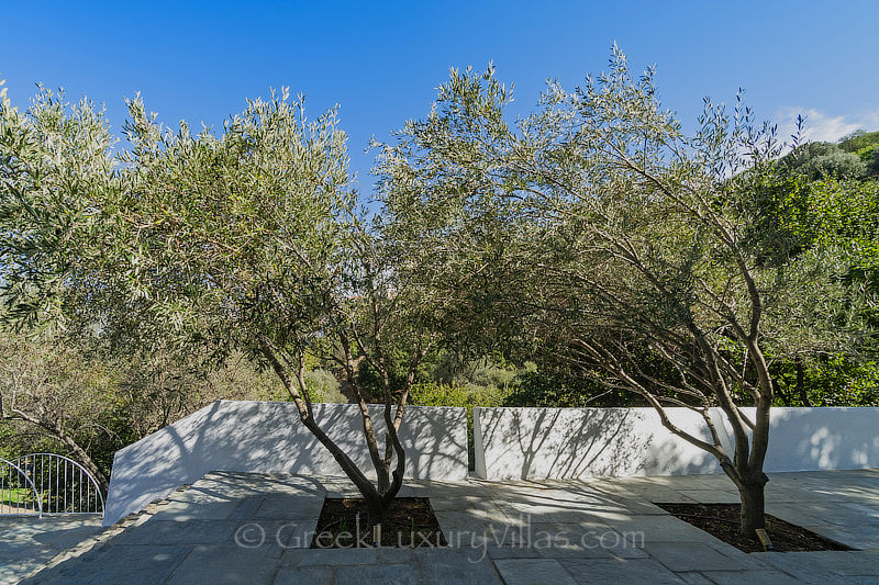 traditional stone villa olive trees in court yard