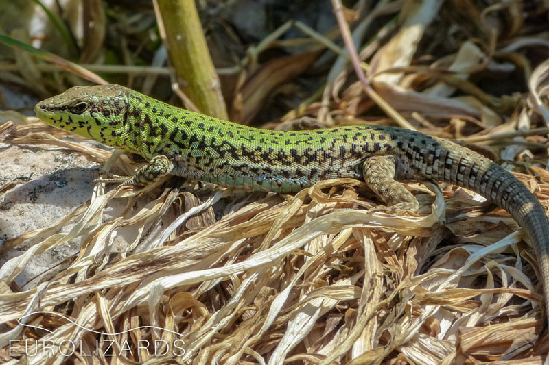 Podarcis Gaigeae - Skyros Lizard